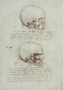 Anatomiestudies