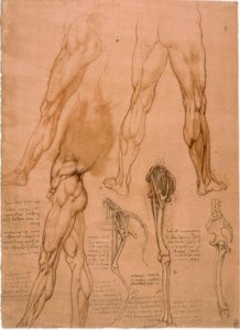 Anatomiestudies: Beenspieren