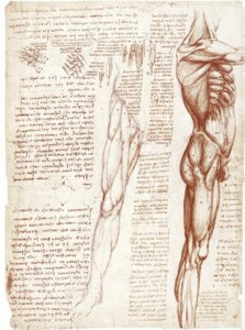 Anatomiestudies: De spieren van de romp en benen door Leonardo da Vinci