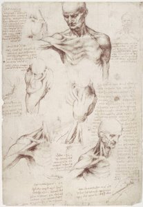 Anatomiestudies: De oppervlakkige spieren van nek en schouder door Leonardo da Vinci