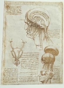 Anatomiestudies: Hersenen, hersenkamers en hersenzenuwen / mannelijk door Leonardo da Vinci