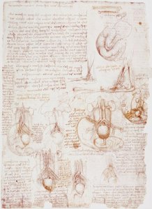 Anatomische studies: Navelstreng / Foetus