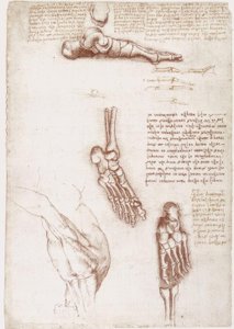 Anatomische studies: Oppervlakte-anatomie van de schouder / Botten van de voet door Leonardo da Vinci