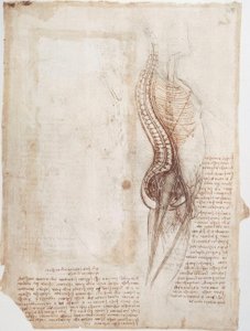 Anatomiestudies: Wervelkolom