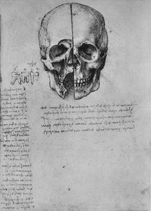 Tekening van twee helften van een schedel, ca. 1480 1945