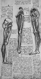 Tekeningen van een linkerbeen met botten en pezen door Leonardo da Vinci