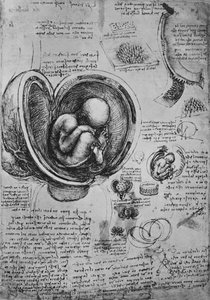 Tekeningen van een embryo in de baarmoeder, ca. 1480