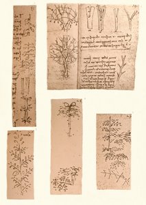 Vijf tekeningen die de elementen van landschapschilderen illustreren, ca. 1472-1519 1883 door Leonardo da Vinci