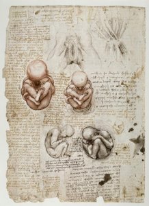 Foetus in de baarmoeder