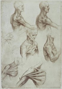 Leonardo / Hals- en schouderspieren / f. 136v