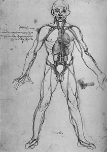 Man getekend als anatomische figuur om het hart, de longen en de hoofdslagaders te tonen, ca. 1480, 1945