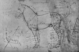 Gemeten tekening van een paard in profiel naar links door Leonardo da Vinci