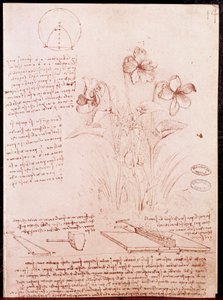Aantekeningen en schetsen van botanie en geometrie: narcis