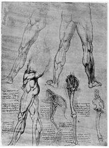 Studies in vergelijkende anatomie, 1506-1507 1954