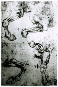 Studies van paardenbenen