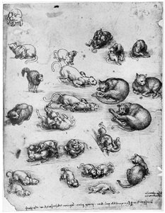 Studies van katten, 1513-1515 door Leonardo da Vinci