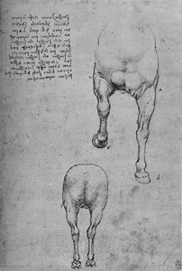 Studies van de voor- en achterkwartieren van een paard, c1480