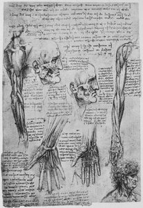 Studies van de Spieren van het Gezicht en de Arm