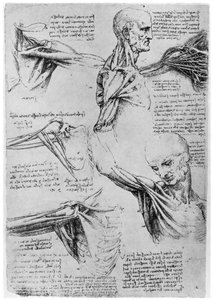 Studie van schoudergewrichten, 1510-1511 1954 door Leonardo da Vinci