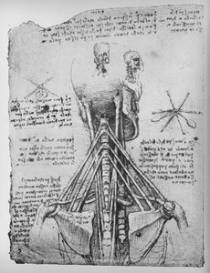 Studie van de rugaanzicht van een skelet, met de pezen van de nek, ca. 1480 1945