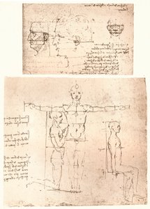 Twee tekeningen die de theorie van de proporties van het menselijk figuur illustreren