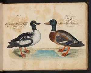 Een exacte natuurlijke beschrijving en afbeelding van de watervogels, vissen, viervoetige dieren, insecten en wormen, die in de wateren van Straatsburg worden gevonden, die ik zelf heb geschoten en behandeld. Leonard Baldner, visser en burger in Straatsbur door Leonhard Baldner