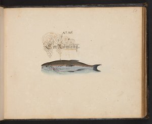 Een exacte natuurlijke beschrijving en afbeelding van de watervogels, vissen, viervoetige dieren, insecten en wormen, die in de wateren van Straatsburg worden gevonden, die ik zelf heb geschoten en behandeld. Leonard Baldner, visser en burger in Straatsbur