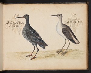 Een exacte natuurlijke beschrijving en afbeelding van de watervogels, vissen, viervoetige dieren, insecten en wormen, die in de wateren van Straatsburg worden gevonden, die ik zelf heb geschoten en behandeld. Leonard Baldner, visser en burger in Straatsbur door Leonhard Baldner