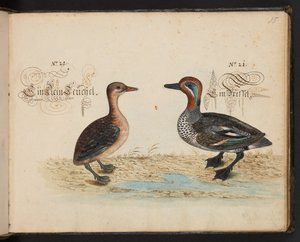 Een exacte natuurlijke beschrijving en afbeelding van de watervogels, vissen, viervoetige dieren, insecten en wormen, die in de wateren van Straatsburg worden gevonden, die ik zelf heb geschoten en behandeld. Leonard Baldner, visser en burger in Straatsbur door Leonhard Baldner