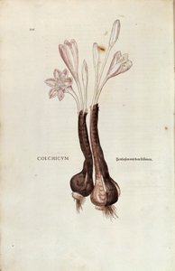 Herfsttijloos (Colchicum autumnale) door Leonhart Fuchs uit De historia stirpium commentarii insignes (Opmerkelijke Commentaren op de Geschiedenis van Planten), gekleurde gravure