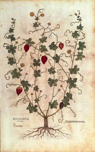 Balsamappel (Momordica balsamina) uit De historia stirpium commentarii insignes (Opmerkelijke commentaren over de geschiedenis van planten), gekleurde gravure door Leonhard Fuchs