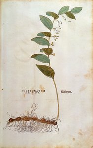 Breedbladig Salomonszegel - Polygonatum latifolium, gekleurde gravure uit De historia stirpium commentarii insignes