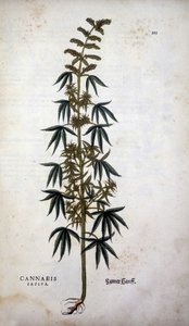 Cannabis Sativa (Hennep) - in 