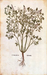 Gewone Duivenkervel (Fumaria officinalis)