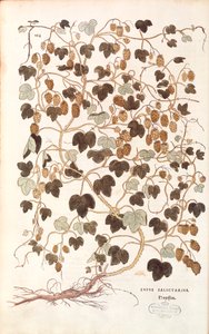 Hop - Humulus lupulus (Lupus salictarius) door Leonhart Fuchs uit De historia stirpium commentarii insignes