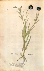Korenbloem (Centaurea cyanus) door Leonhart Fuchs uit De historia stirpium commentarii insignes (Opmerkelijke commentaren over de geschiedenis van planten), gekleurde gravure