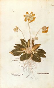 Sleutelbloem - Primula veris officinalis, gekleurde gravure uit De historia stirpium commentarii insignes