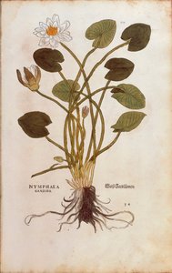 Europese Witte Waterlelie of Witte Lotus - Nymphaea alba (Nymphaea candida) door Leonhart Fuchs uit De historia stirpium commentarii insignes (Opmerkelijke Commentaren op de Geschiedenis van Planten), gekleurde gravure