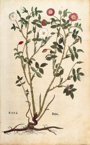 Wintergroene roos (Rosa sempervirens) uit De historia stirpium commentarii insignes (Opmerkelijke commentaren over de geschiedenis van planten), gekleurde gravure
