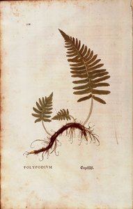 Varens, gewone eikvaren (Polypodium vulgare) door Leonhart Fuchs uit De historia stirpium commentarii insignes (Opmerkelijke commentaren op de geschiedenis van planten)