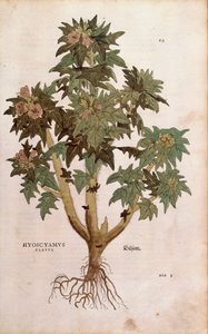 Bilzekruid - Hyoscyamus niger (Hyoscyamus flavus) door Leonhart Fuchs uit De historia stirpium commentarii insignes (Notable Commentaries on the History of Plants), gekleurde gravure door Leonhard Fuchs