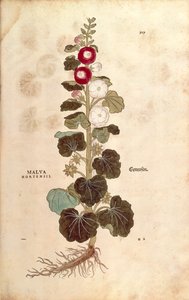 Stokroos - Malvaceae - Alcea (Malva hortensis) door Leonhart Fuchs uit De historia stirpium commentarii insignes (Notable Commentaries on the History of Plants), gekleurde gravure