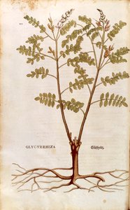 Zoethout (Glycyrrhiza glabra) door Leonhart Fuchs uit De historia stirpium commentarii insignes (Opmerkelijke Commentaren op de Geschiedenis van Planten), gekleurde gravure door Leonhard Fuchs