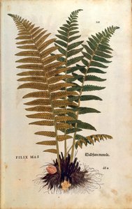 Mannetjesvaren (Dryopteris filix-mas) door Leonhart Fuchs uit De historia stirpium commentarii insignes (Opmerkelijke commentaren op de geschiedenis van planten), gekleurde gravure