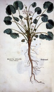 Malva Sylvestre (Grote Paarse) - in 