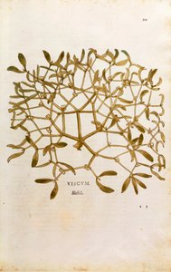 Maretak - Viscum album, gekleurde gravure uit De historia stirpium commentarii insignes