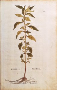 Pellitory-of-the-wall of lichwort - Parietaria officinalis door Leonhart Fuchs uit De historia stirpium commentarii insignes, gekleurde gravure