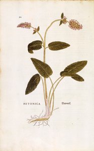 Betonie of bisschopskruid - Stachys officinalis (Betonica) door Leonhart Fuchs uit De historia stirpium commentarii insignes (Opmerkelijke commentaren op de geschiedenis van planten) door Leonhard Fuchs