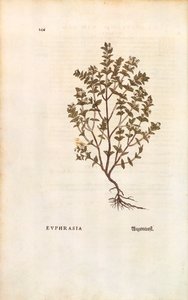 Rode Oogentroost (Euphrasia officinalis) door Leonhart Fuchs uit De historia stirpium commentarii insignes (Notable Commentaries on the History of Plants), gekleurde gravure
