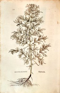Rozemarijn (Rosmarinus Officinalis)